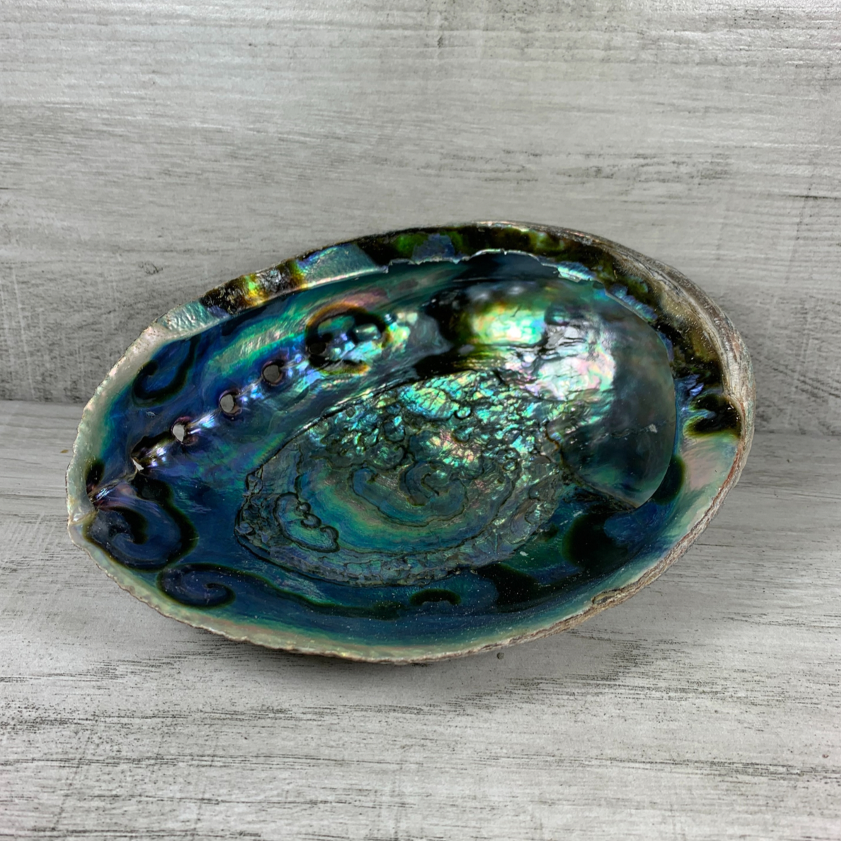 Whole Abalone Shell (Individual)